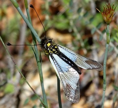 Libelloides lacteus