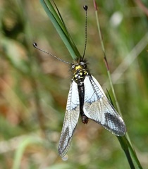 Libelloides lacteus