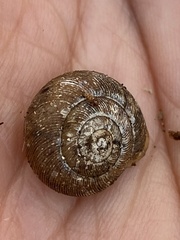 Triodopsis juxtidens