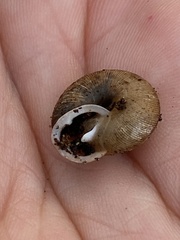 Triodopsis juxtidens