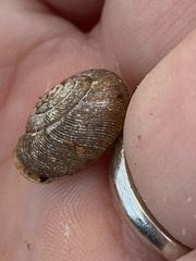 Triodopsis juxtidens