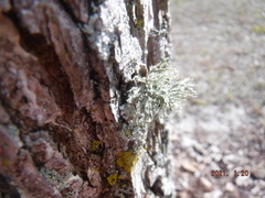 Fungi