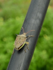 Diceraeus melacanthus