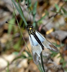 Libelloides lacteus