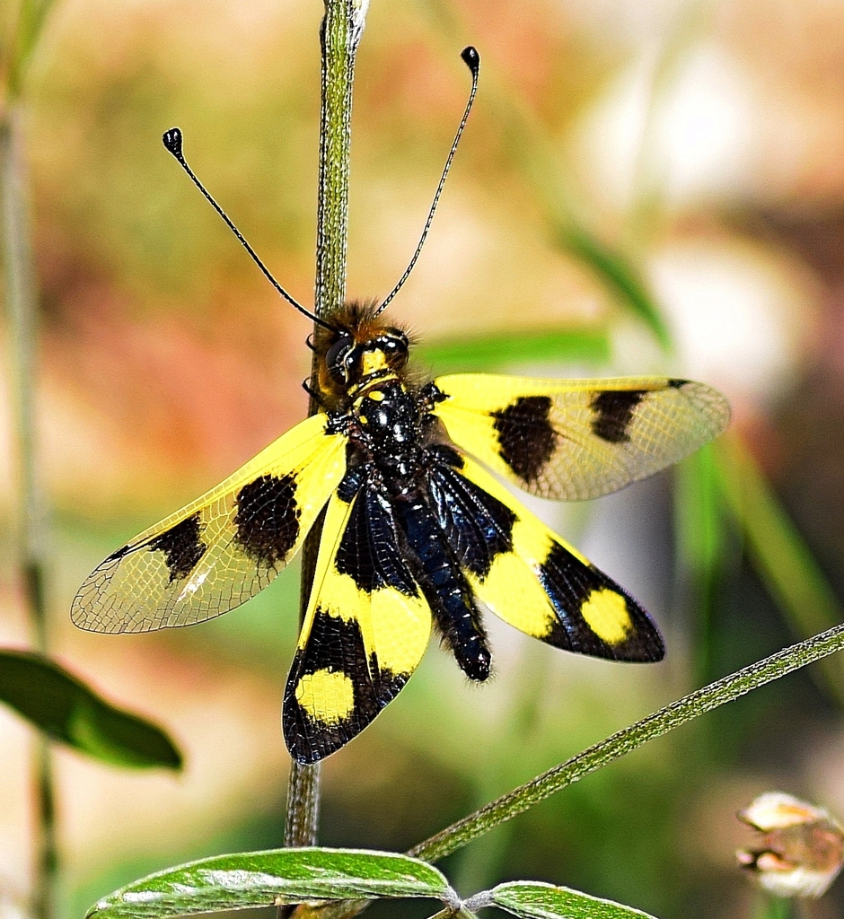 Antlions, Owlflies, and Allies