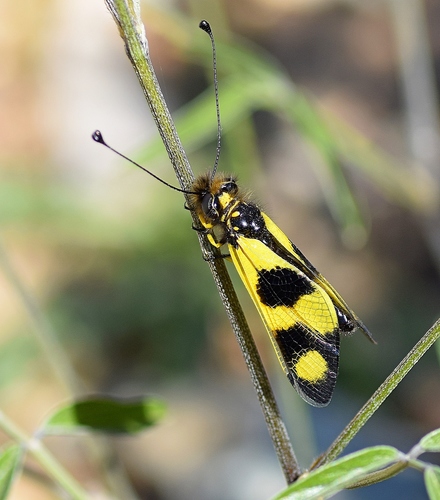 Libelloides macaronius photo 4