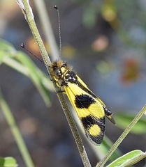 Libelloides macaronius