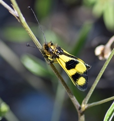 Libelloides macaronius