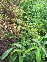 Solanum lycopersicum