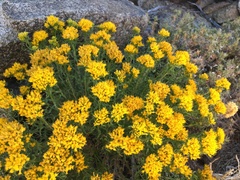 Chrysothamnus viscidiflorus viscidiflorus