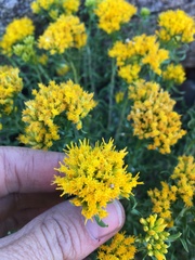 Chrysothamnus viscidiflorus viscidiflorus