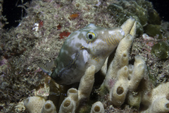 Canthigaster figueiredoi