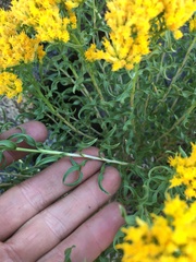 Chrysothamnus viscidiflorus viscidiflorus