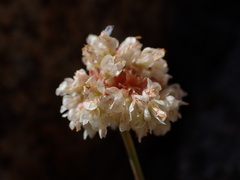 Eriogonum latens