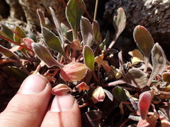Eriogonum latens