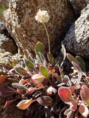 Eriogonum latens
