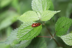 Cosmoscarta dorsimacula