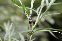 Cosmoscarta exultans