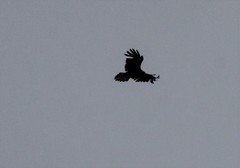 Corvus corax kamtschaticus