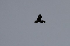Corvus corax kamtschaticus