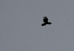 Corvus corax kamtschaticus