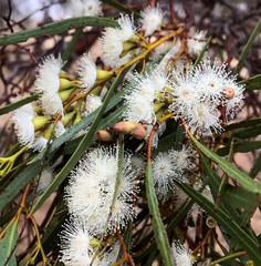 Eucalyptus leptophylla