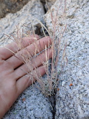 Boechera depauperata