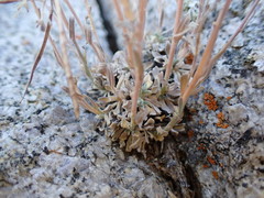 Boechera depauperata