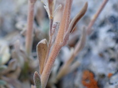 Boechera depauperata