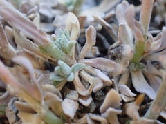 Boechera depauperata