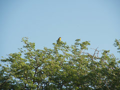 Emberiza flaviventris