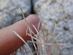 Boechera depauperata