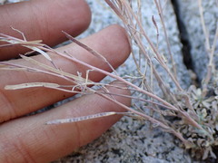 Boechera depauperata