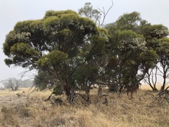Eucalyptus leptophylla