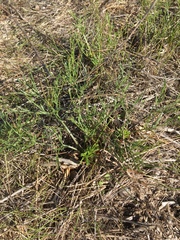 Lomatium caruifolium