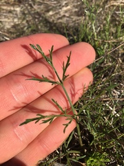 Lomatium caruifolium