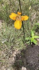 Trimezia juncifolia