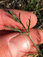 Lomatium caruifolium