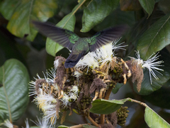 Heliodoxa leadbeateri