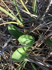 Sanicula maritima
