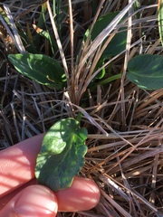 Sanicula maritima