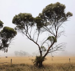 Eucalyptus leptophylla