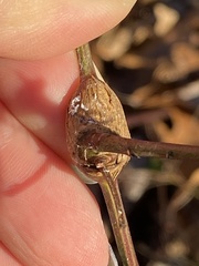 Neolasioptera nodulosa