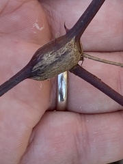 Neolasioptera nodulosa