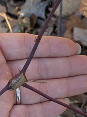 Neolasioptera nodulosa