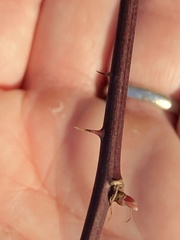 Neolasioptera nodulosa