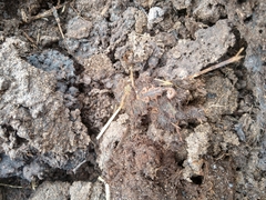 Centruroides ornatus