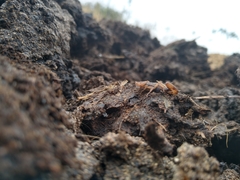 Centruroides ornatus