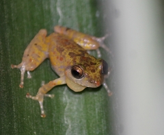 Pseudophilautus popularis