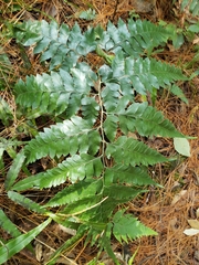 Microlepia platyphylla